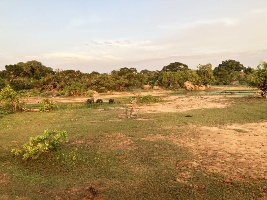 Yala National Park